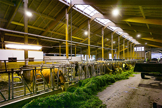 Stables
