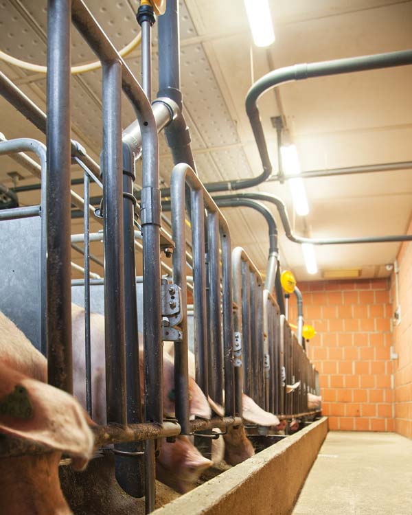 Dans leurs porcheries, les porcs bénéficient d'un éclairage homogène.