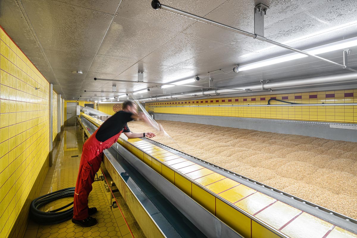 Licht für 100 Tonnen Keimmasse